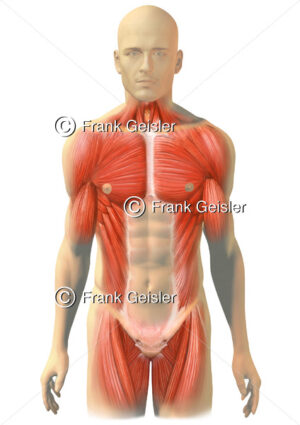 Anatomie Muskulatur des Menschen, Brustmuskeln und Bauchmuskeln - Medical Pictures