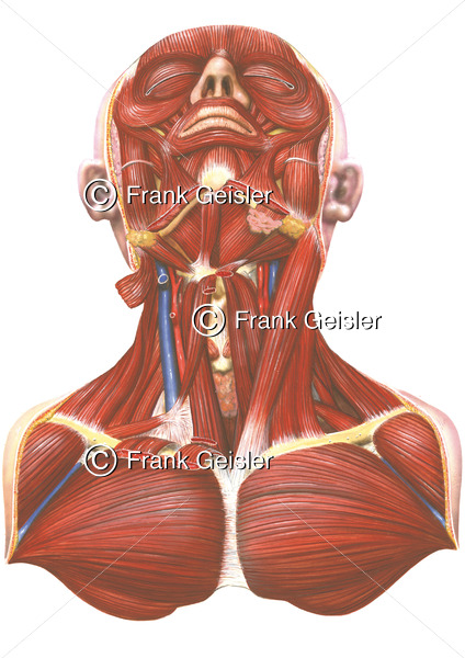 Anatomie Muskulatur des Menschen, Muskeln Kopf, Hals und Schulter sowie Brustmuskulatur - Medical Pictures