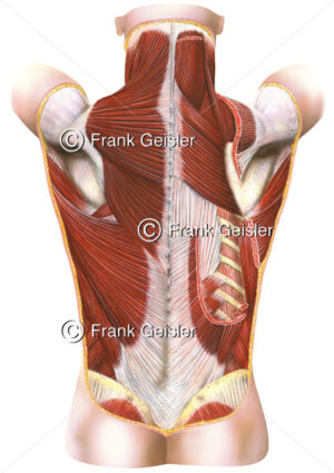 Anatomie Muskulatur des Menschen, oberflächliche Rückenmuskeln - Medical Pictures