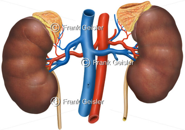 Anatomie Nebennieren und Blutgefäße (Aorta, Hohlvene) - Medical Pictures
