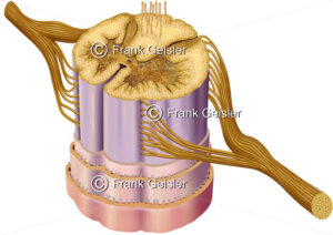 Anatomie Nervensystem, Rückenmark (Medulla spinalis) - Medical Pictures