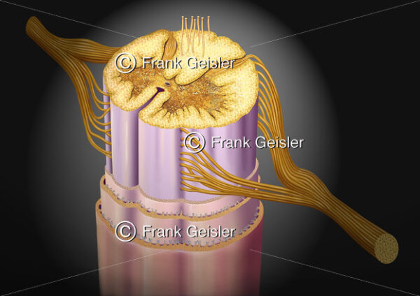 Anatomie Nervensystem, Rückenmark (Medulla spinalis) - Medical Pictures