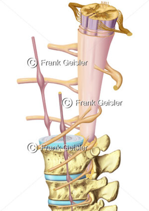 Anatomie Nervensystem, Rückenmark (Medulla spinalis) im Wirbelkanal (Canalis vertebralis) - Medical Pictures