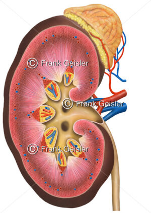 Anatomie Niere (Ren) mit Rinde (Cortex), Mark (Medulla) und Nebenniere - Medical Pictures