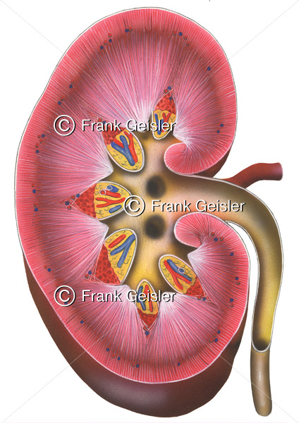 Anatomie Niere (Ren) mit Rinde (Cortex) und Mark (Medulla) sowie Nierenbecken (Pelvic renalis) - Medical Pictures