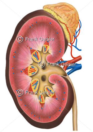 Anatomie Niere (angeschnitten) mit Nebenniere - Medical Pictures
