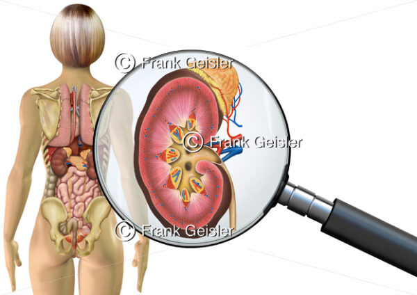 Anatomie Niere mit Nebenniere der Frau, innere Organe im menschlichen Körper - Medical Pictures