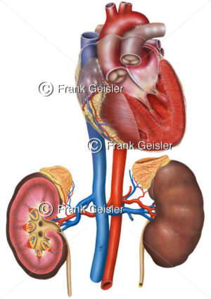 Anatomie Nieren mit Blutgefäßen im Herz-Kreislauf-System - Medical Pictures