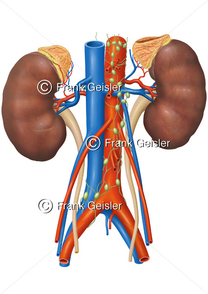 Anatomie Nieren mit Nebennieren, untere Hohlvene, Bauchaorta und Lymphgefäße mit Lymphknoten - Medical Pictures