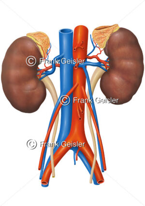 Anatomie Nieren mit Nebennieren, untere Hohlvene und Bauchaorta - Medical Pictures