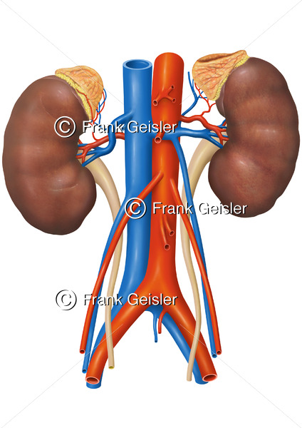 Anatomie Nieren mit Nebennieren, untere Hohlvene und Bauchaorta - Medical Pictures