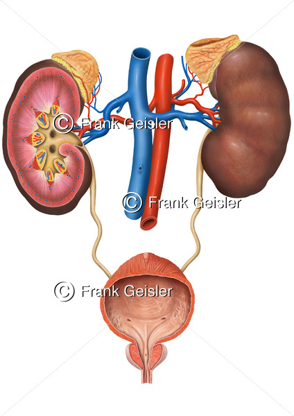 Anatomie Nieren und Nebennieren mit Aorta, Hohlvene und Harnblase - Medical Pictures