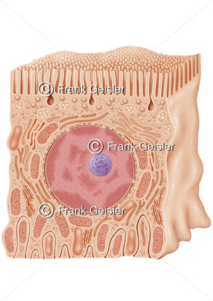 Anatomie Nierenzelle, proximale Tubulusepithelzelle der Niere - Medical Pictures