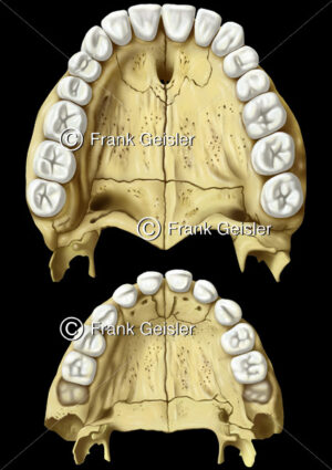 Anatomie Oberkiefer, Gaumenknochen mit obere Zahnreihe beim Erwachsenen und Kleinkind - Medical Pictures