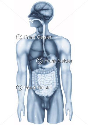 Anatomie Organe Mensch, Körper mit innere Organe beim Mann - Medical Pictures