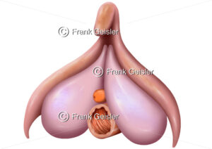 Anatomie Organe der Frau, Schwellkörper der Klitoris (Kitzler) mit Harnröhre und Vagina - Medical Pictures