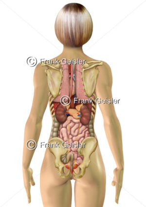 Anatomie Organe der Frau von hinten, Übersicht der inneren Organe im Körper - Medical Pictures