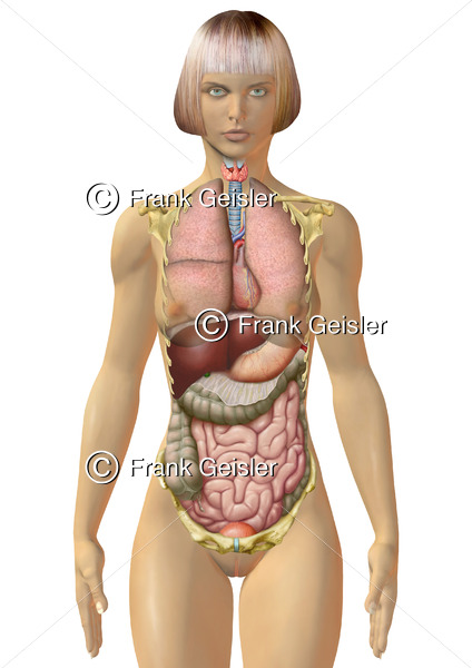 Anatomie Organe der Frau von vorn, Übersicht der inneren Organe im Körper - Medical Pictures