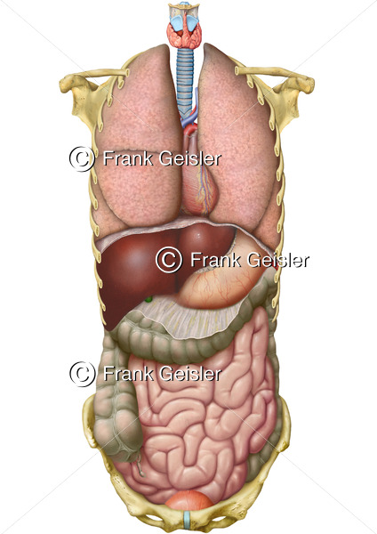 Anatomie Organe des Menschen von vorn, Übersicht der inneren Organe im Körper - Medical Pictures