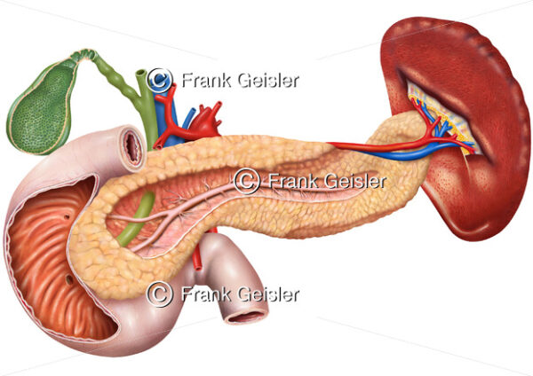 Anatomie Organe im Abdomen, Oberbauch mit Gallenblase mit Gallengang, Zwölffingerdarm, Bauchspeicheldrüse und Milz - Medical Pictures