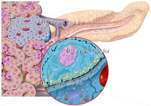 Anatomie Pankreas, Bauchspeicheldrüse mit Beta-Zellen der Langerhans-Insel - Medical Pictures