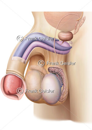 Anatomie Penisschwellkörper im Penis beim Mann mit Hoden Testis im Hodensack Scrotum - Medical Pictures