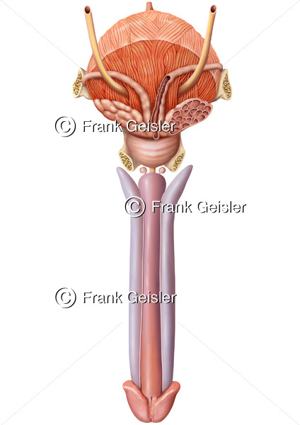Anatomie Penisschwellkörper und Harnröhrenschwellkörper, Prostata mit Samenblase und Harnblase - Medical Pictures