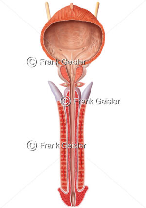 Anatomie Penisschwellkörper und Harnröhrenschwellkörper und Glans penis, Harnblase und Prostata mit Harnröhre - Medical Pictures