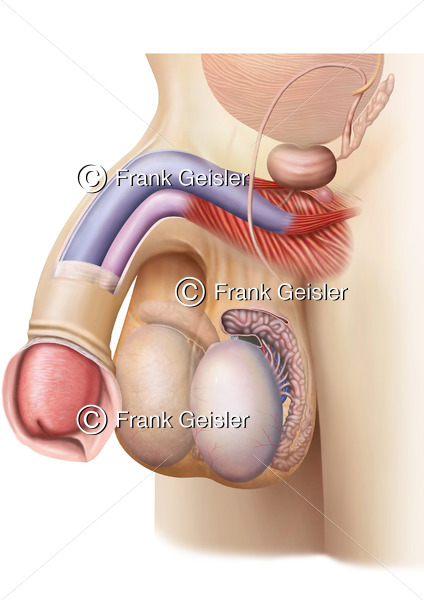 Anatomie Penisschwellkörper und Muskeln des Penis, männliches Glied mit Hoden Testis im Hodensack - Medical Pictures