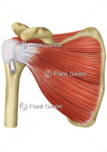 Anatomie Rotatorenmanschette, Muskeln Vom Schultergelenk – Medical Pictures