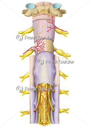 Anatomie Rückenmark, Medulla spinalis mit Rückenmarkshäute, Nerven und Arterien - Medical Pictures