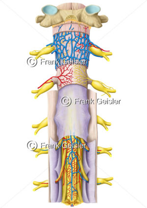 Anatomie Rückenmark, Medulla spinalis mit Rückenmarkshäute und Gefäße - Medical Pictures