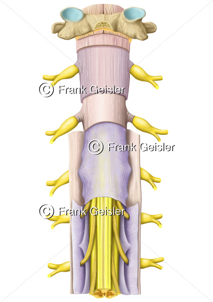 Anatomie Rückenmark mit Rückenmarkshäute, Schichten der Medulla spinalis - Medical Pictures