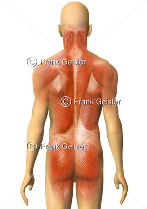 Anatomie Rückenmuskeln und Gesäßmuskulatur des Menschen - Medical Pictures