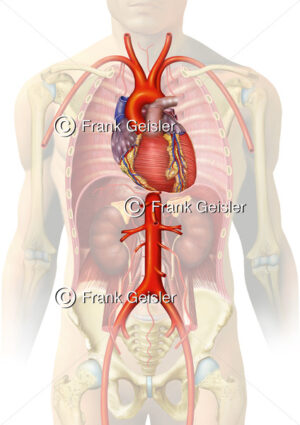 Anatomie Rumpf, Herz und Aorta (Hauptschlagader) mit Arterien - Medical Pictures