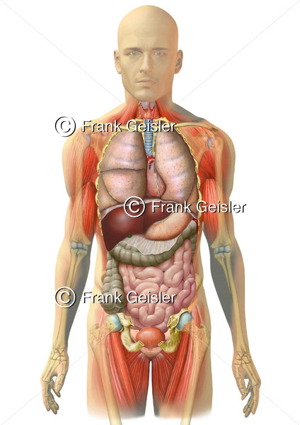 Anatomie Rumpf Mann, Körper mit Muskeln, Skelett, Organe in Thorax und Abdomen - Medical Pictures