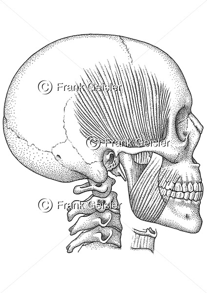 Anatomie Schädel mit Kaumuskulatur - Medical Pictures