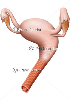 Anatomie Scheide Vagina und Gebärmutter Uterus, paariger Eierstock Ovar - Medical Pictures