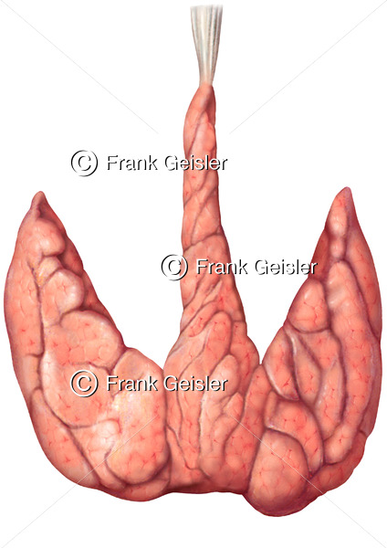 Anatomie Schilddrüse, Glandula thyreoidea mit Mittellappen - Medical Pictures