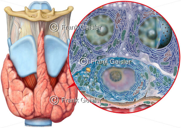 Anatomie Schilddrüse, Glandula thyreoidea mit Schilddrüsenzellen (C-Zelle) - Medical Pictures