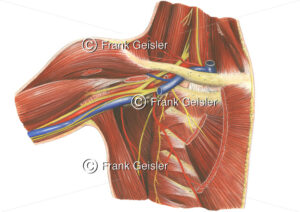 Anatomie Schulter mit Schultergelenk, Schultermuskulatur und Achselhöhle - Medical Pictures