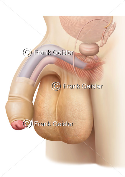 Anatomie Sexualorgan Penis mit Penisschwellkörper, männliches Glied mit Hodensack Scrotum - Medical Pictures