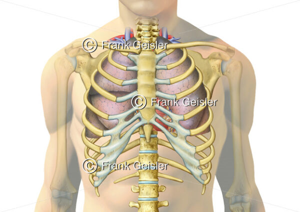 Anatomie Thorax, Skelett mit Organe im Brustkorb - Medical Pictures