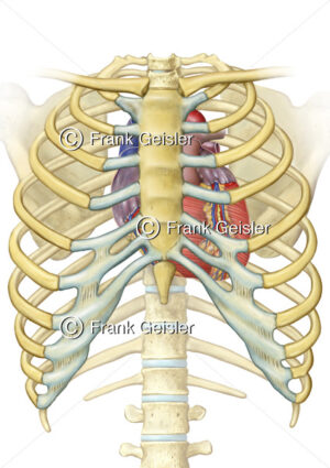 Anatomie Thorax, Skelett und Lage Herz im Brustkorb - Medical Pictures