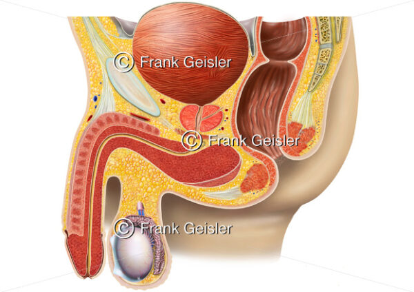 Anatomie Urogenitalsystem, Becken mit Beckenorgane und Geschlechtsorgane beim Mann - Medical Pictures
