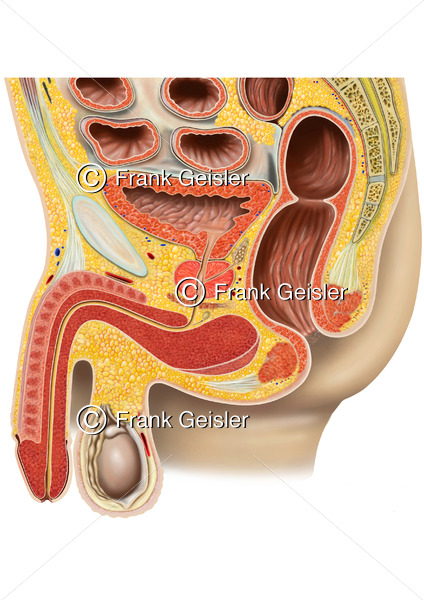 Anatomie Urogenitalsystem, Beckenorgane und Geschlechtsorgane beim Mann - Medical Pictures