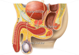 Anatomie Urogenitalsystem, Beckenorgane und Geschlechtsorgane beim Mann - Medical Pictures