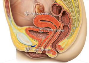 Anatomie Urogenitalsystem, Beckenorgane und Geschlechtsorgane der Frau - Medical Pictures