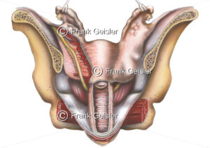 Anatomie Urogenitalsystem, Beckenorgane und Geschlechtsorgane der Frau von dorsal - Medical Pictures