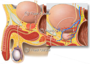 Anatomie Urogenitalsystem, Geschlechtsorgane beim Mann mit Gefäßversorgung der Prostata - Medical Pictures